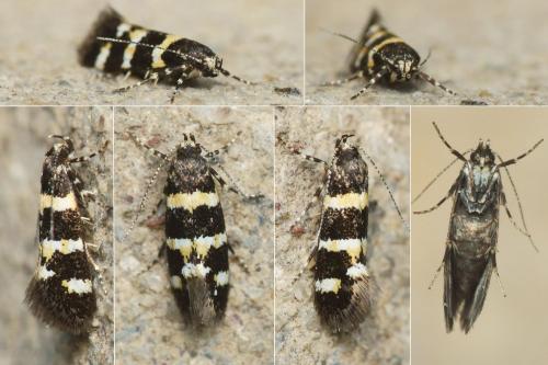 Réf. 251 507 : Denisia sp.